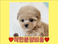 말티푸 분양, 강아지분양 ♥착한분양비용으로 입양하세요♥ 도그짱 No1273616