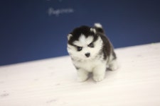 폼스키 분양, 강아지분양 폼스키분양합니다 도그짱 No