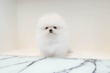 국내유일 안심분양 서비스 - 도그짱