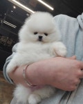 포메라니안 분양, 강아지분양 화이트포메 도그짱 No