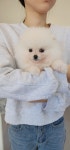 포메라니안 분양, 강아지분양 착한분양 ○뽀메뽀메○1주년 이벤진행♡ 도그짱 No
