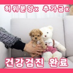 토이푸들 분양, 강아지분양 💛💛실물이 훨씬 이쁜 아가몽💛💛 도그짱 No1277375