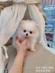 포메라니안 분양, 강아지분양 ♡빵실빵실 포메라니안 보고가세요~♡ 도그짱 No