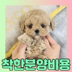 토이푸들 분양, 강아지분양 ♥착한분양비용으로 입양하세요♥ 도그짱 No1282194