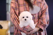 비숑프리제 분양, 강아지분양 ★☆ 비숑프리제 할인분양★☆ 도그짱 No