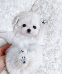 비숑프리제 분양, 강아지분양 비숑프리제25부터 전국최저분양가!자체동물병원! 도그짱 No