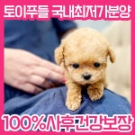 푸들 분양, 강아지분양 ★100%가정견켄넬 토이푸들분양! 도그짱 No