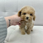 푸들 분양, 강아지분양 크림푸들 20만원~ 도그짱 No