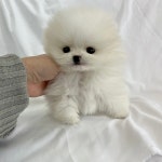 포메라니안 분양, 강아지분양 모량빵빵 화이트포메라니안 분양합니다 도그짱 No