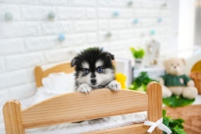 폼스키 분양, 강아지분양 ◐◐건강하고 튼튼한 폼스키 분양◑◑ 도그짱 No