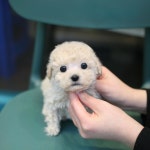 토이푸들 분양, 강아지분양 #모량빵빵#꾹눌린#튼튼이#토이푸들입니다!! 도그짱 No 토이푸들 분양, 강아지분양  #모량빵빵#꾹눌린#튼튼이... 