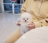 포메라니안 분양, 강아지분양 빵실빵실 모량빵빵한 포메라니안 분양중 도그짱 No