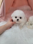 미니비숑 분양, 강아지분양 ♡●초미니 미니비숑65만 분양중●♡ 도그짱 No