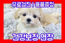 말티푸 분양, 강아지분양 말티푸 분양 최대 100만원 혜택과 만나보세요! 도그짱 No