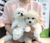 비숑프리제 분양, 강아지분양 (미스터독 특가분양)건강한 미니 비숑프리제 공쥬님 38 도그짱 No