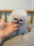 포메라니안 분양, 강아지분양 ♡전견종분양비15만원부터~착한분양♡ 도그짱 No