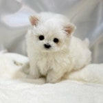 말티즈 분양, 강아지분양 가정의 달 이벤트로 입양하시는 모든 분들께 최대 30만원 입양비 지원!! 도그짱 No1287598