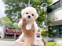 비숑프리제 분양, 강아지분양... 추가비용x저렴한 분양가에 토이푸들 포메라니안 말티즈미니비숑 가족을 만나세요♡ 도그짱 No