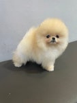 포메라니안 분양, 강아지분양 포메라니안 도그짱 No1287913