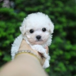 비숑프리제 분양, 강아지분양 #모량빵빵#헬멧뚜렷#튼튼이#비숑 도그짱 No