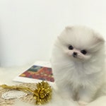 포메라니안 분양, 강아지분양 포메라니안 도그짱 No1289044