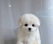 비숑프리제 분양, 강아지분양 미니비숑 무료분양 책임분양 도그짱 No1289632