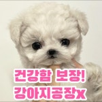 비숑프리제 분양, 강아지분양 비숑 도그짱 No1294310