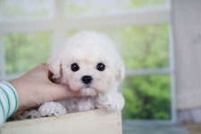 비숑프리제 분양, 강아지분양 ★☆ 비숑프리제 할인분양★☆ 도그짱 No