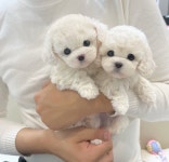 비숑프리제 분양, 강아지분양 미니비숑아가야들 책임분양 보내용 도그짱 No1291751