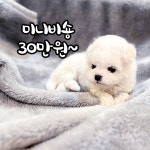 비숑프리제 분양, 강아지분양 ★100%가정견켄넬 미니비숑프리제! 도그짱 No