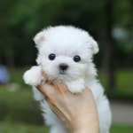 말티즈 분양, 강아지분양 #모량빵빵#꾹눌린#왕눈이#말티즈입니다!! 도그짱 No 말티즈 분양, 강아지분양  #모량빵빵#꾹눌린#왕눈이#말티즈입니다!... 