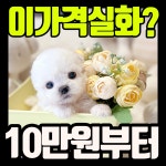 비숑프리제 분양, 강아지분양 ★100%가정견켄넬 미니비숑프리제! 도그짱 No