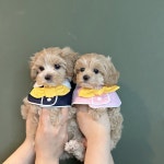 말티푸 분양, 강아지분양 건강하고 이쁜 말티푸 15만원부터 분양중이에요!! 도그짱 No1297046