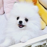 포메라니안 분양, 강아지분양 ◈◈◈앙증발랄 포메라니안 허위X 추가금X 사진100%◈◈◈ 도그짱 No1300348