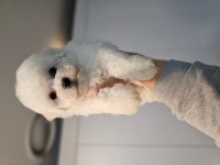 강아지분양 실사 실견 좋은혈통의 비숑분양합니다. 도그짱 No 비숑프리제 분양, 강아지분양 실사  실견  좋은혈통의  비숑분양합니다. 도그짱 No