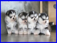 폼스키 분양, 강아지분양 ♥모든게완벽한 폼스키분양해용♥ 도그짱 No