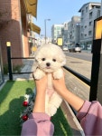 비숑프리제 분양, 강아지분양 ♥비숑,미니비숑분양♥ 전국 당일 이동분양 가능 ♥ 도그짱 No1303462