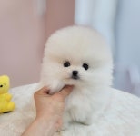 포메라니안 분양, 강아지분양 이쁘고 아름다운 화이트포메라니안분양! 도그짱 No