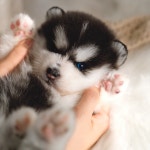 국내유일 안심분양 서비스 - 도그짱