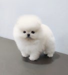 포메라니안 분양, 강아지분양 화이트포메 도그짱 No