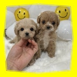 푸들 분양, 강아지분양 강아지 무료분양 책임분양 합니다 도그짱 No