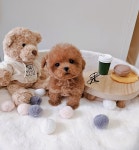 푸들,말티푸,말티즈 분양, 강아지분양 ♡푸들♡말티푸♡말티즈♡25~ 도그짱 No
