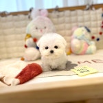 비숑프리제 분양, 강아지분양 미니비숑 분양 도그짱 No1307830