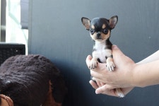 펫도우미지원 .. - 도그짱 펫시터