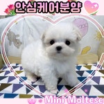말티즈 분양, 강아지분양 ♥♥이쁜 아이들 안심케어 건강보장 전국 최저가♥♥ 도그짱 No
