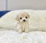 말티푸 분양, 강아지분양 제 맘대로 이벤트합니다!!! 도그짱 No