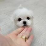 말티말티 분양, 강아지분양 이쁜 말티즈 공주님 분양합니다 도그짱 No