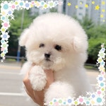 비숑프리제 분양, 강아지분양 퀄리티 좋은 미니비숑 15만원~ 도그짱 No