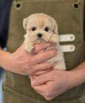 말티푸 분양, 강아지분양 2개월 말티푸 가족 찾아요 예뻐서 응급실 갔다오는 길 도그짱 No