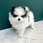 포메라니안 분양, 강아지분양 ★포메, 치와와, 말티푸, 비숑 최저가분양 이벤트진행중★ 도그짱 No1312177 포메라니안 분양, 강아지분양... 